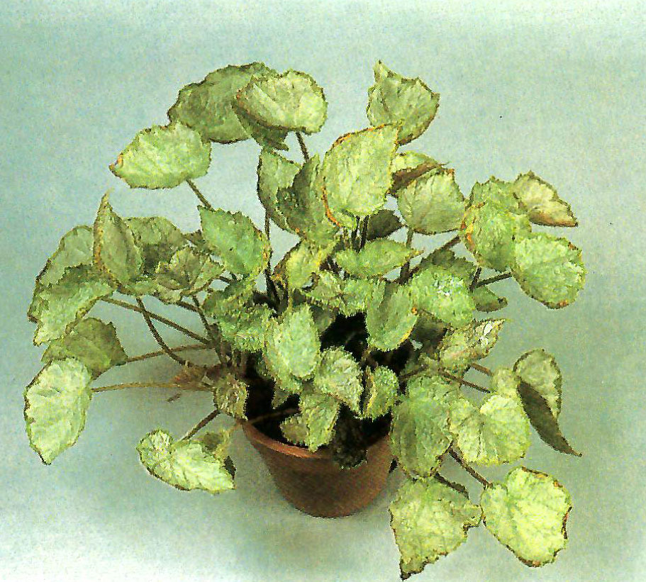 B. ‘Momozono’